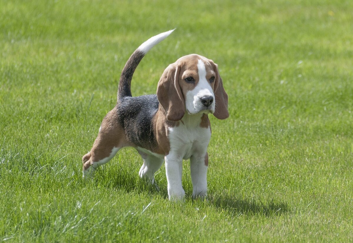 Filhote de Beagle na grama