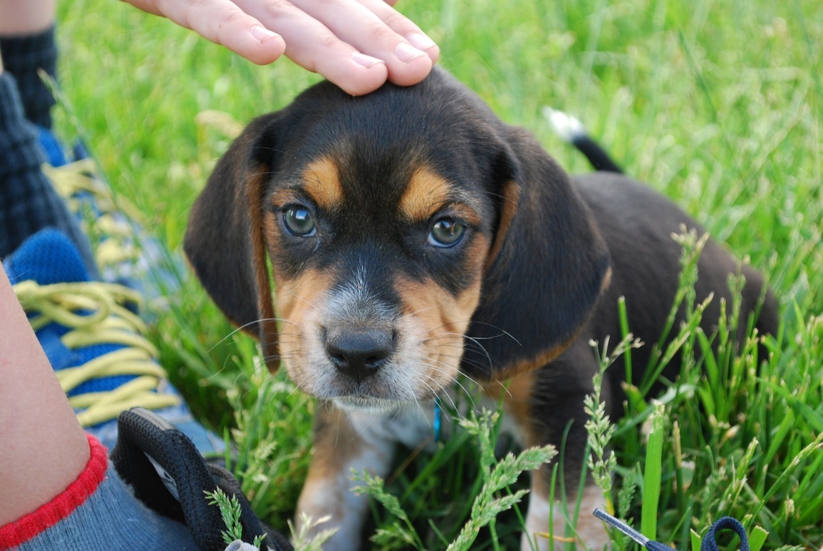 Filhote de Beagle na grama