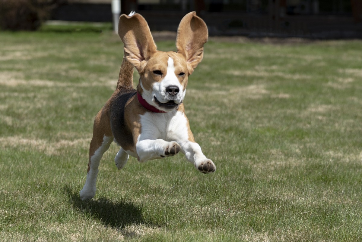 Filhote de Beagle correndo na grama