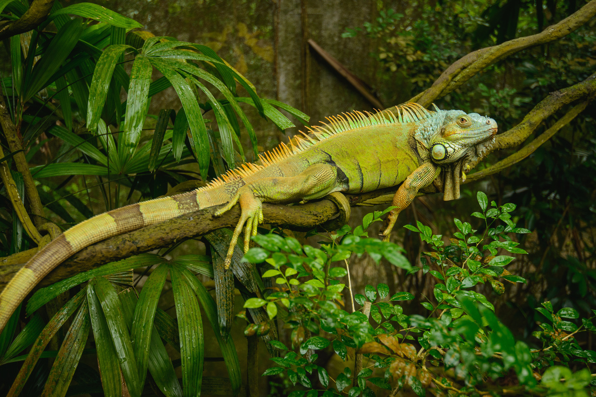 Animais de estimação exóticos: iguana