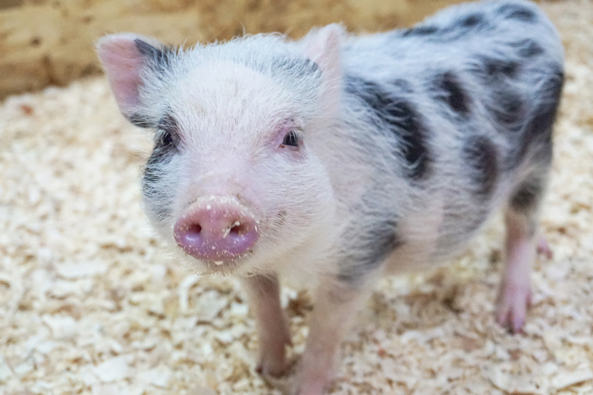 Animais de estimação exóticos: micro porco
