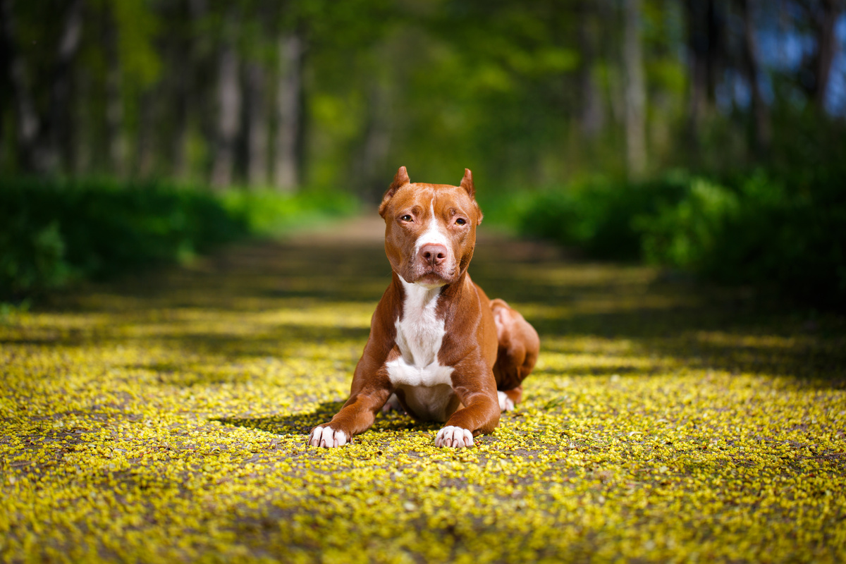 achorro American Pit Bull Terrier