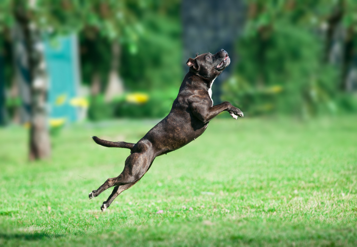 achorro American Pit Bull Terrier pretato saltando