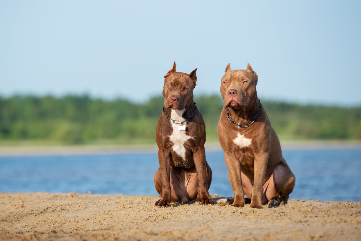 Dois cachorros american pit bull terrier com praia ao fundo