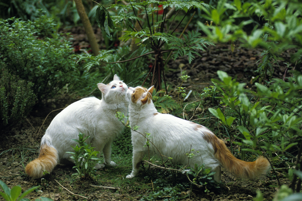 Dois gatos Turkish van na grama