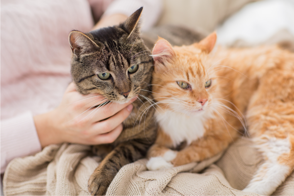 Gato macho ou fêmea: diferenças, características e qual adotar! | Guia