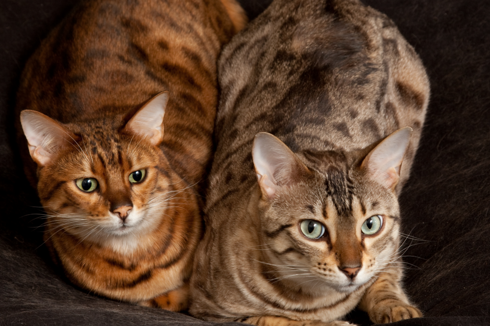 Gato Fêmea E Gato Macho