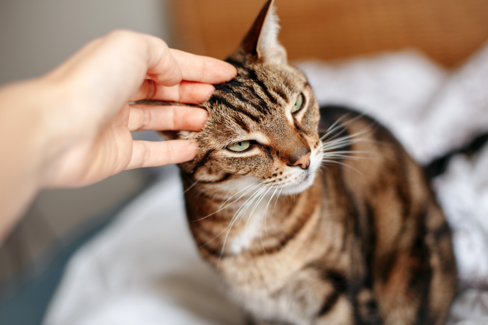 Gato macho ou fêmea: diferenças, características e qual adotar! | Guia