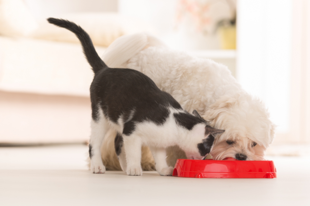 cachorro e gato comendo ração
