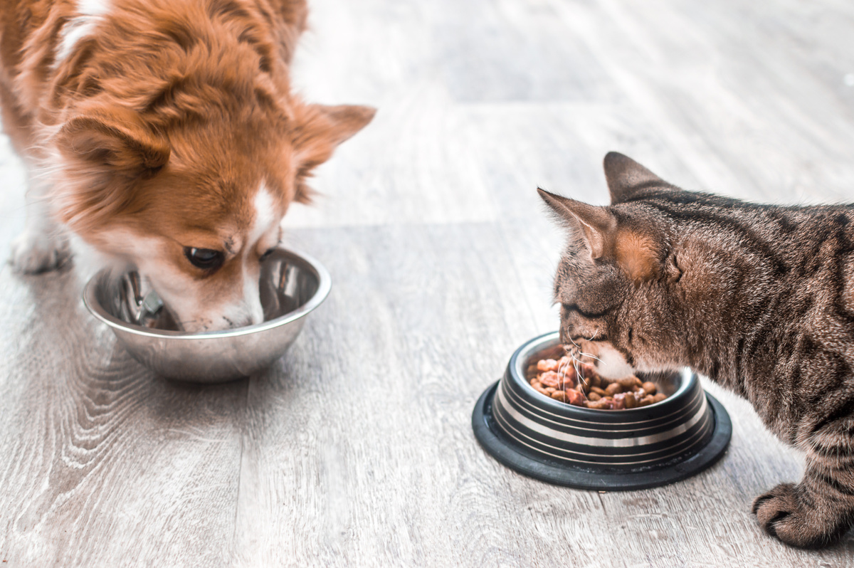 cachorro e gato comendo ração