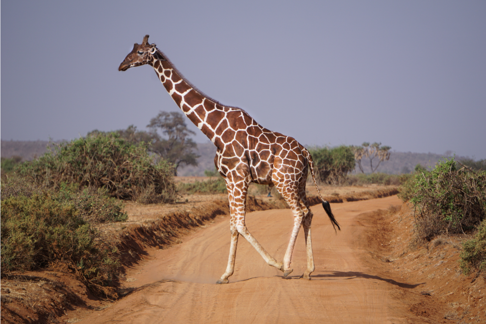 Girafa em seu habitat natural