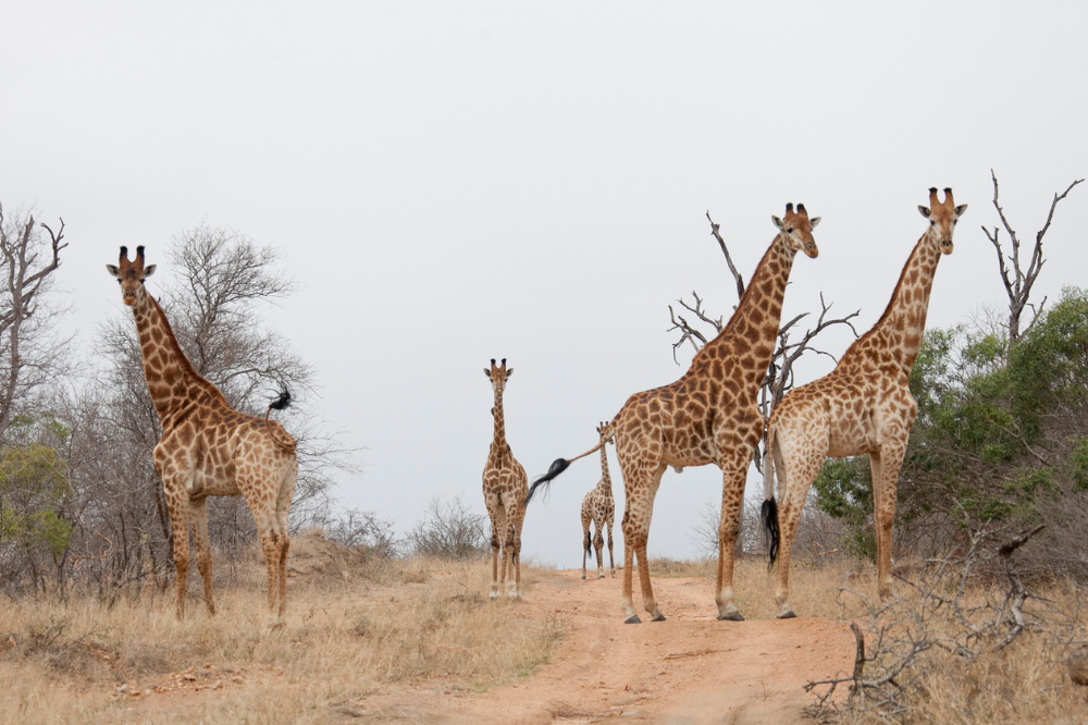 Girafas em bando