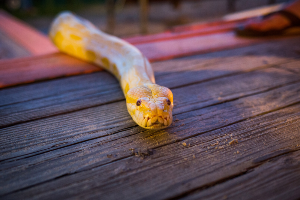 Cobra Píton amarela