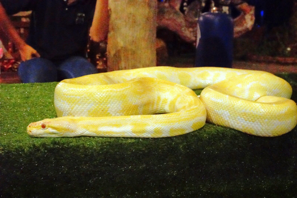 Cobra Píton amarela