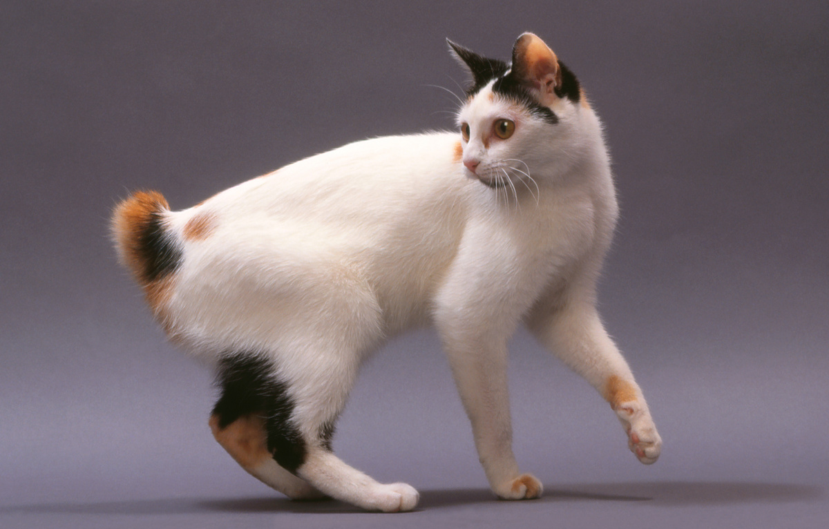 gato Gato bobtail japonês