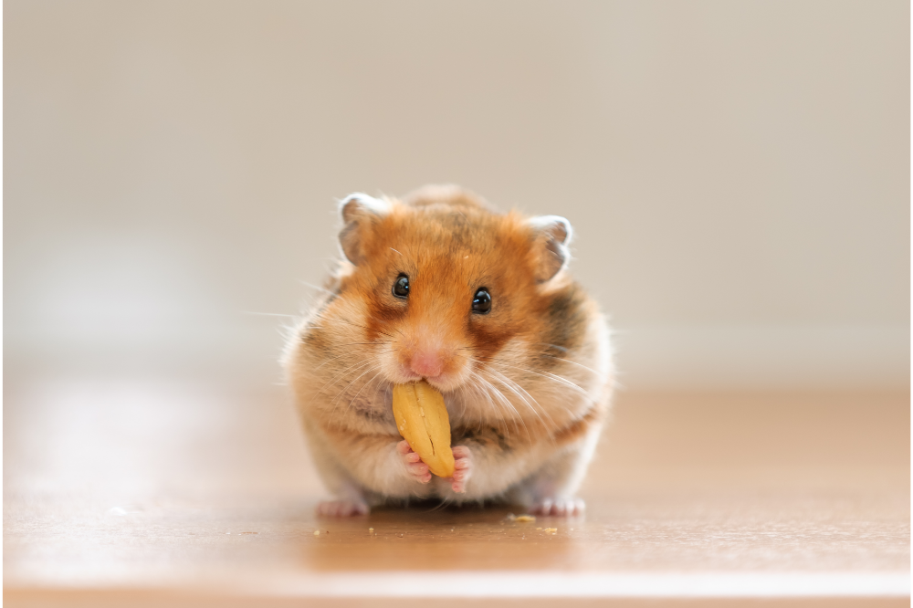 Hamster comendo