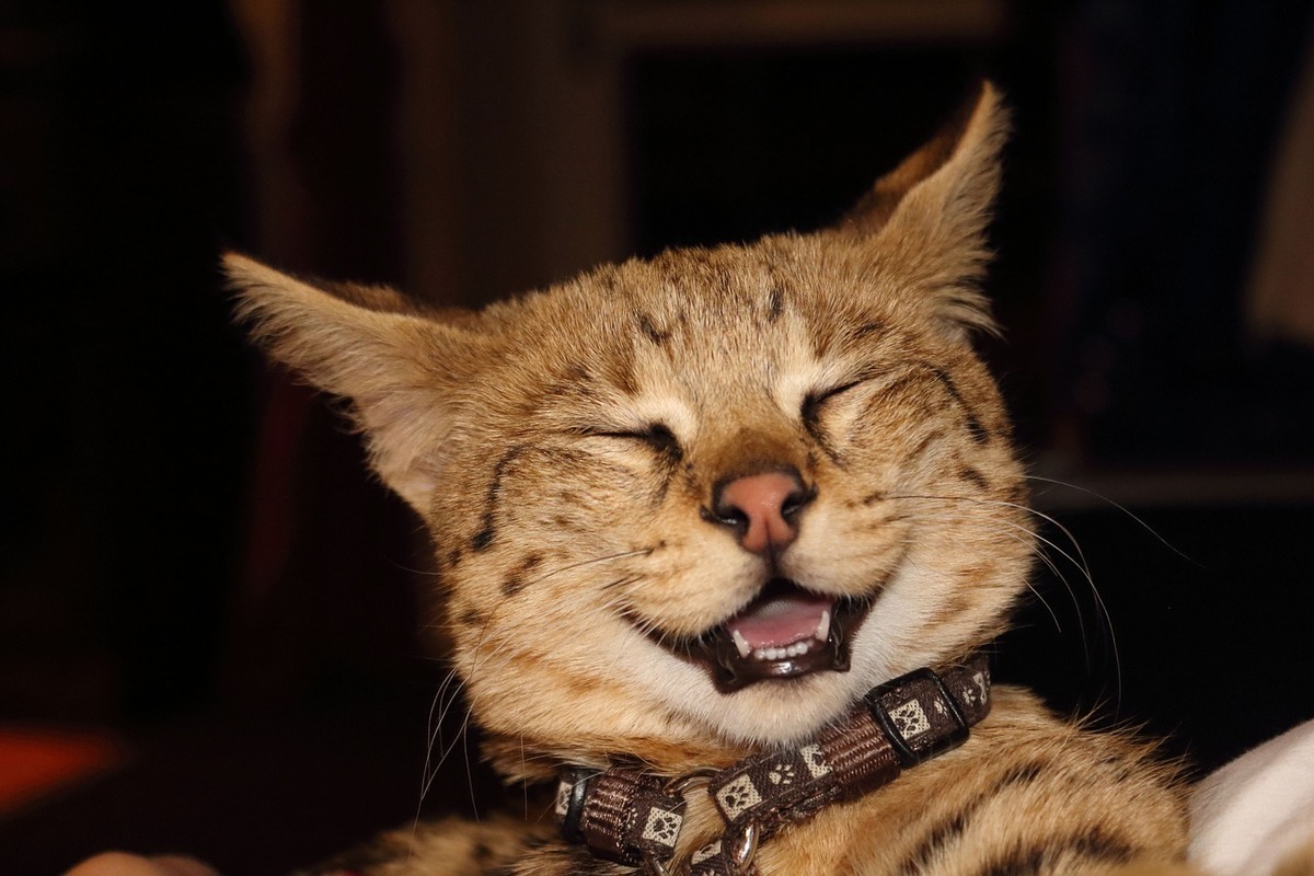 Gato Savannah sorrindo