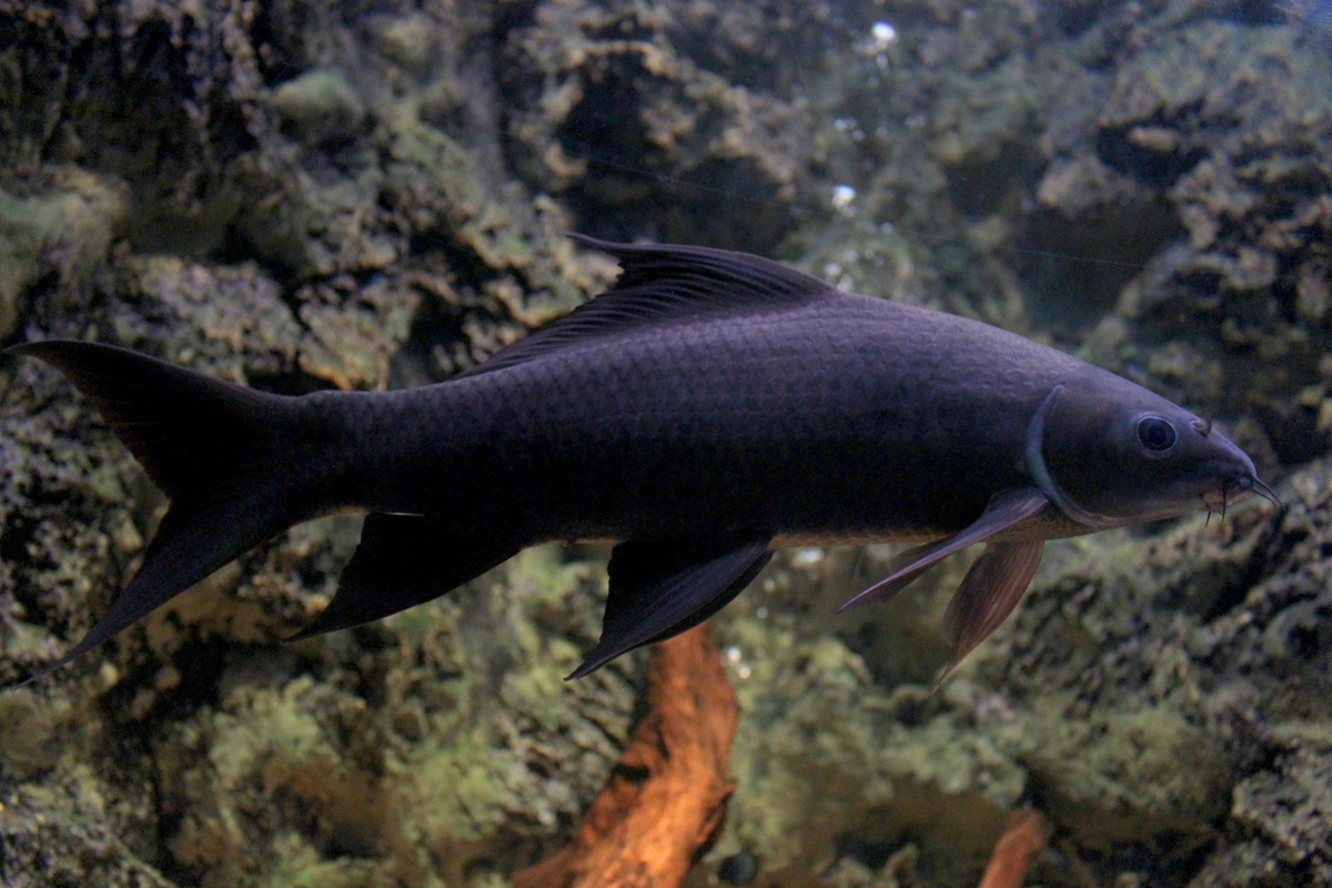 Peixe Labeo Frenatus Negro