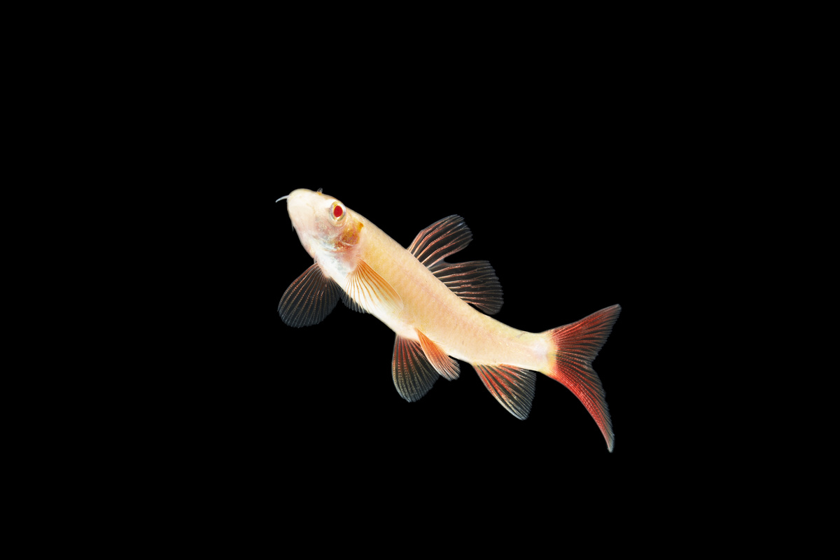 Peixe Labeo Frenatus Albino