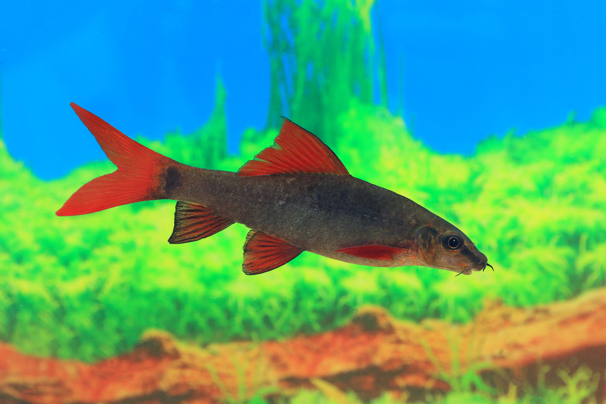 peixe labeo frenatus