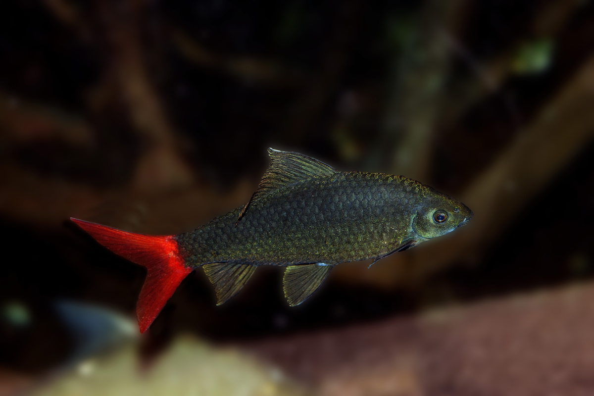 peixe labeo bicolor