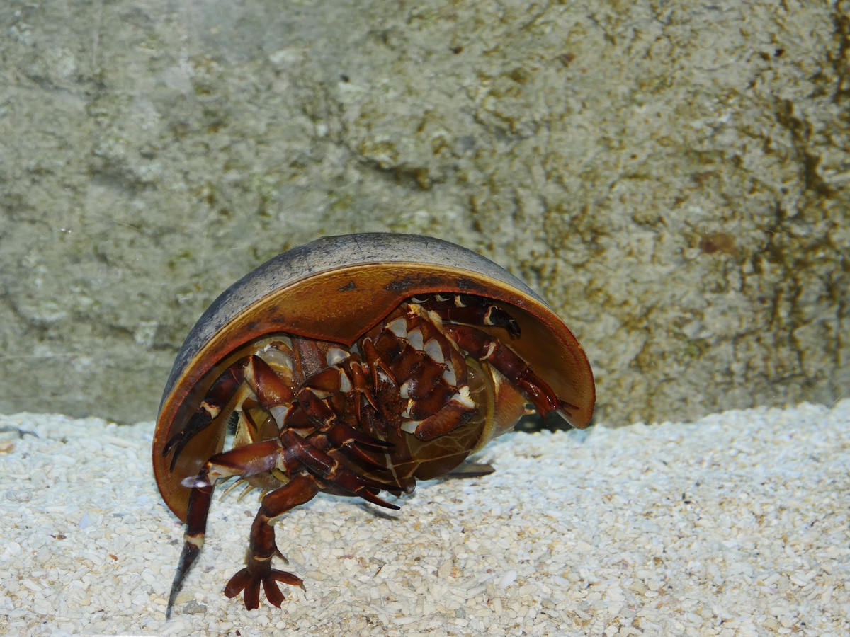 caranguejo-ferradura na águ
