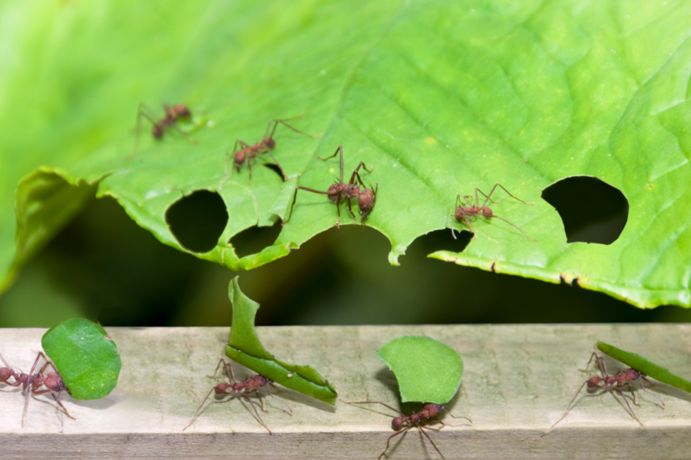 formigas-cortadeiras carregando folhas