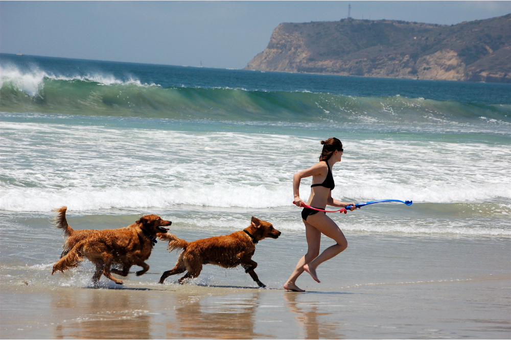 Dois cães correndo na praia com uma mulher