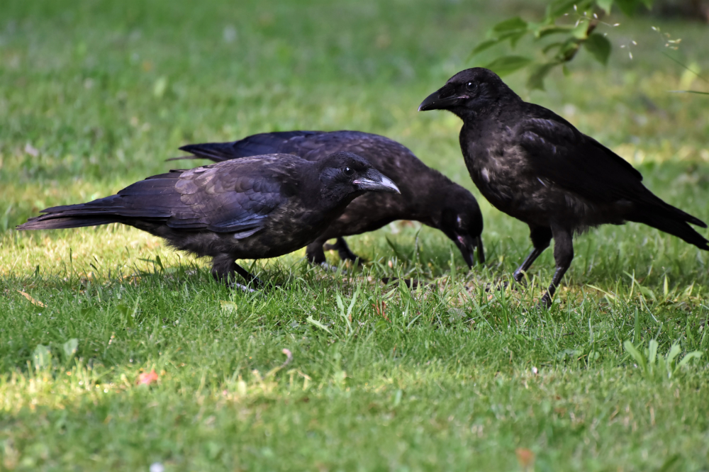 Três corvos no gramado