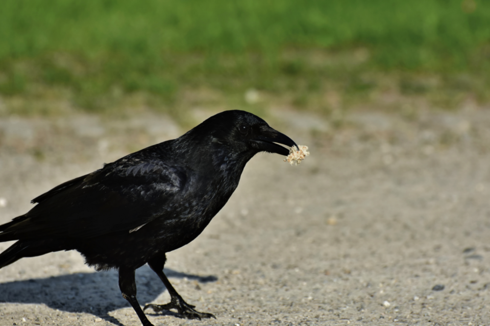 corvo comendo