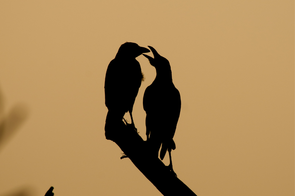 silhueta casal de corvos