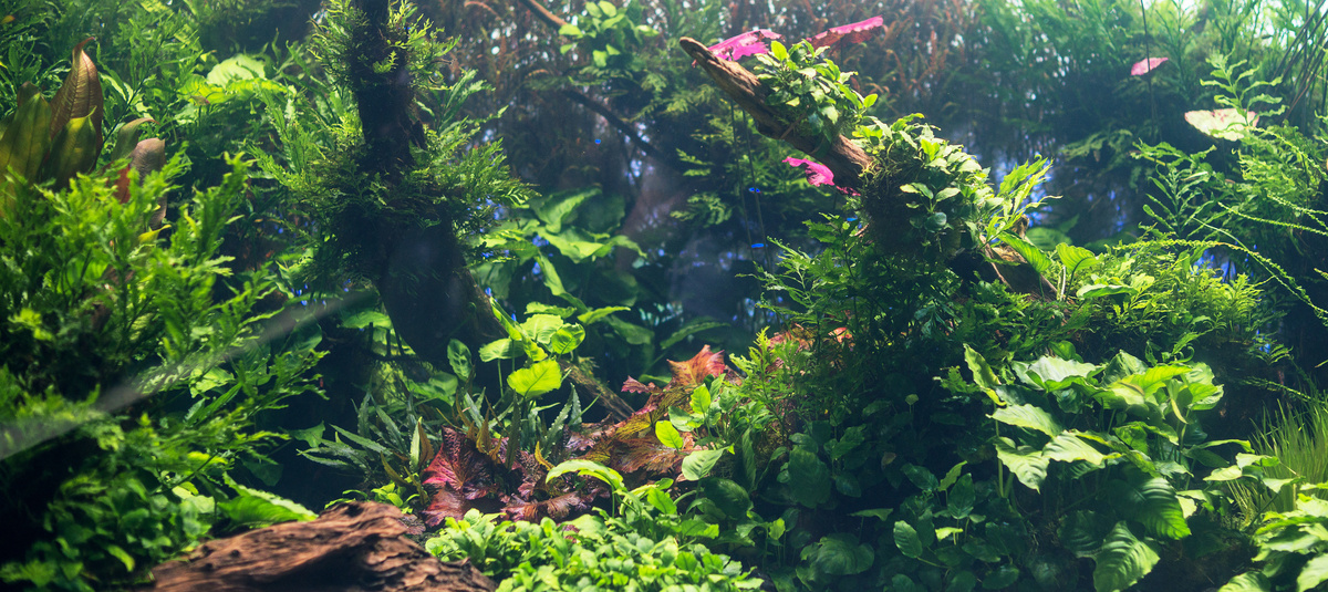 Diversas plantas para aquário