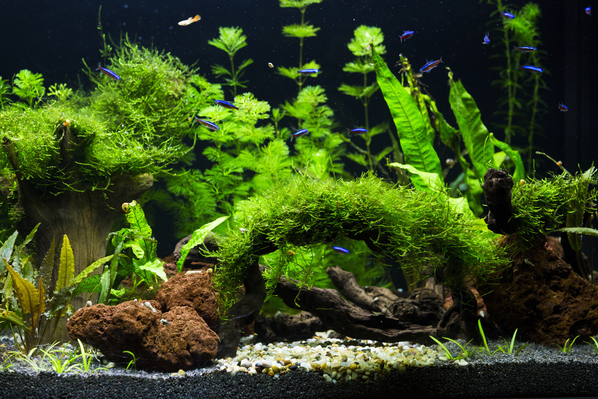 Diversas plantas para aquário