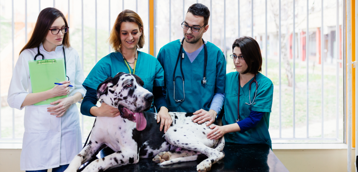 Dogue Alemão com veterinários