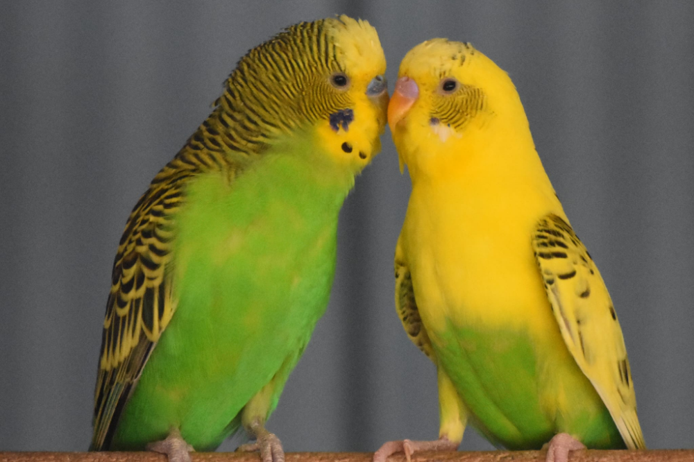 Dois periquitos ingleses amarelo e verde