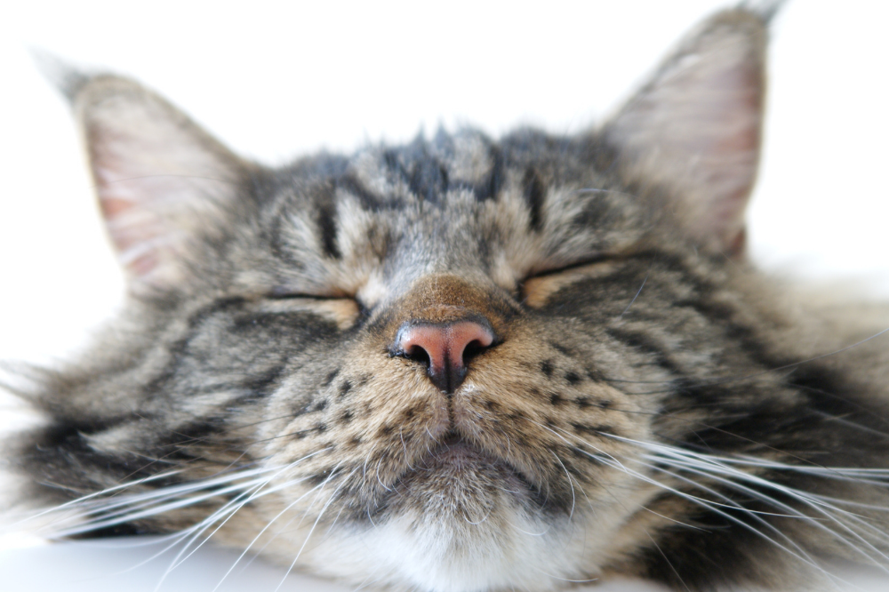 Rosto de gato com olhos fechados
