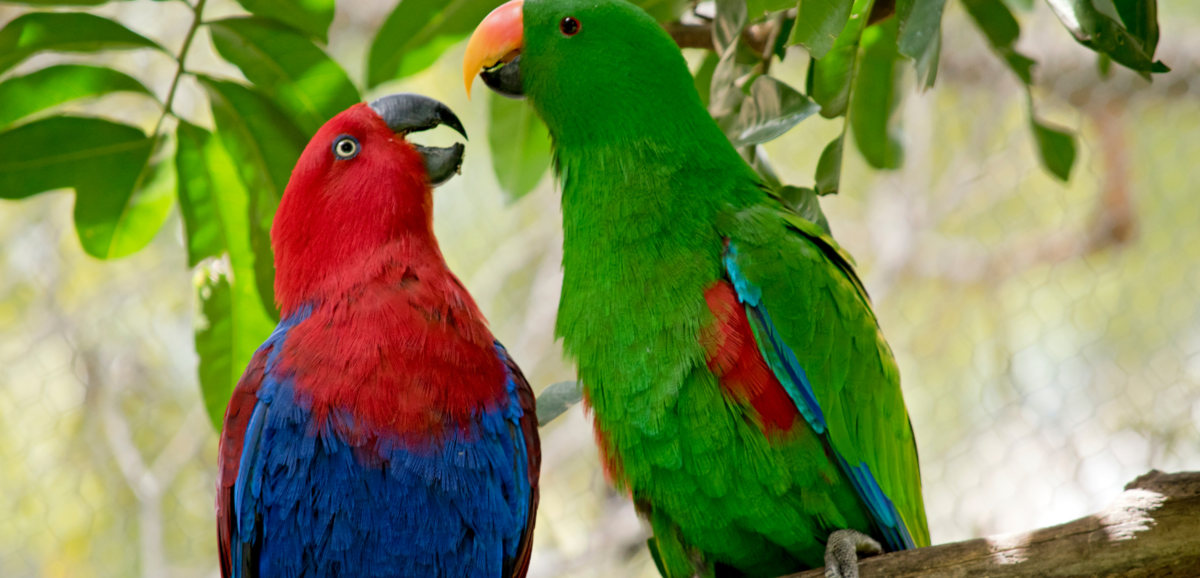 Casal de papagaios em galho de árvore