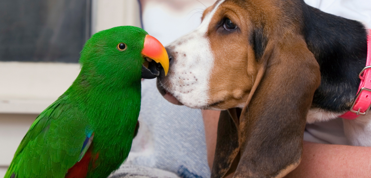 Papagaio distraido com cachorro