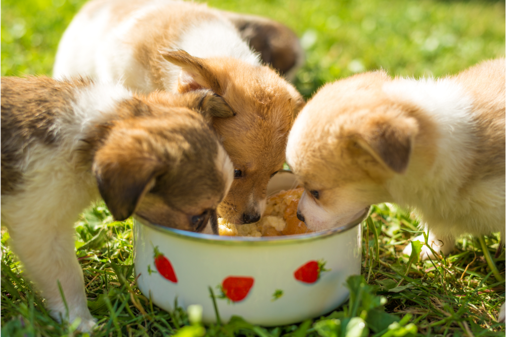 Filhotes de cachorro comendo em vasilha