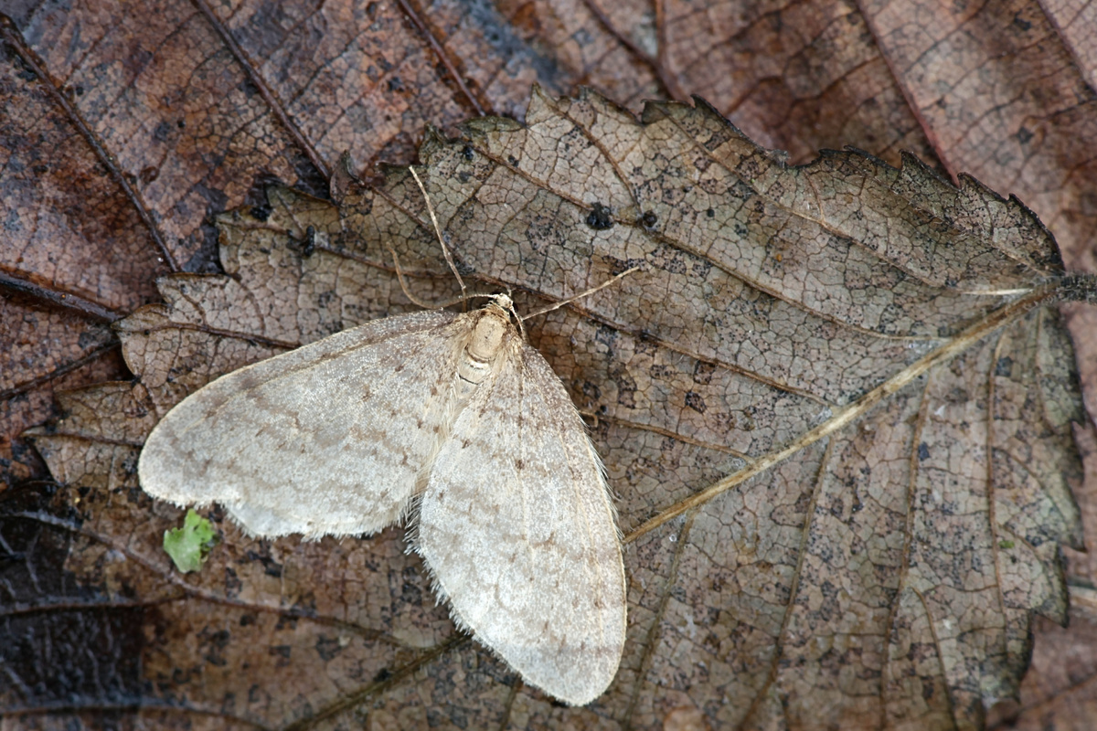 Mariposa branca pousada em folhas secas