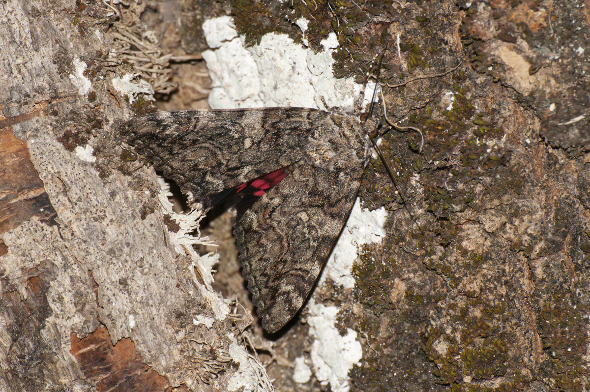 Mariposa camuflada em tronco