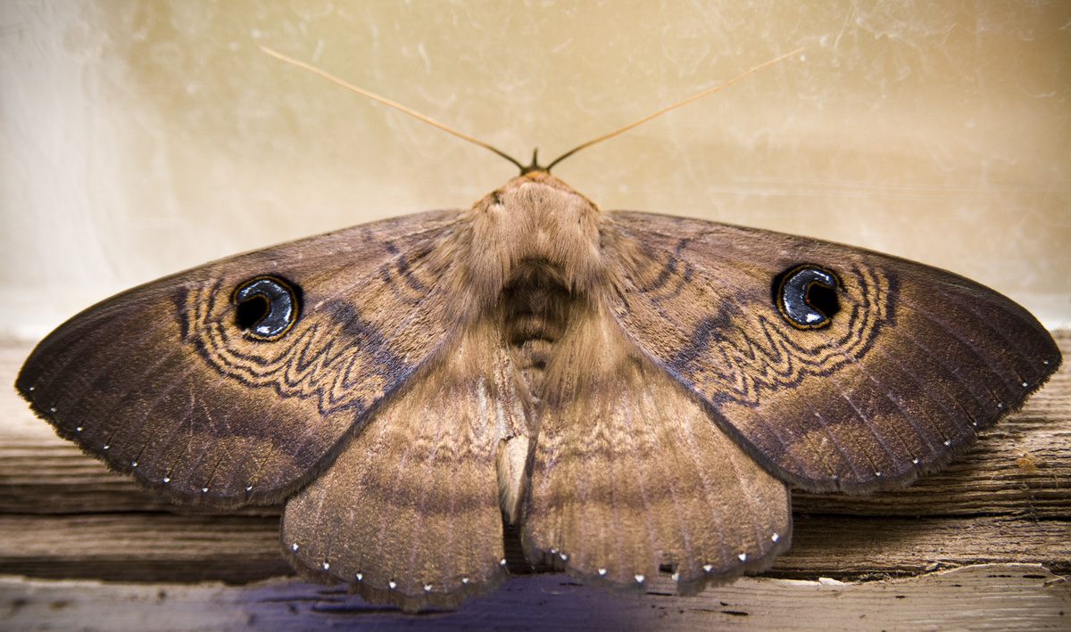 Mariposa marrom de asas abertas