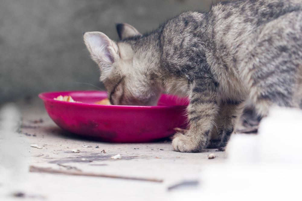 Filhote de gato comendo em vasilha rosa