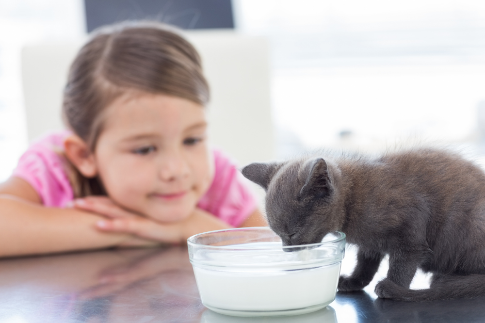 Filhote de gato tomando leite