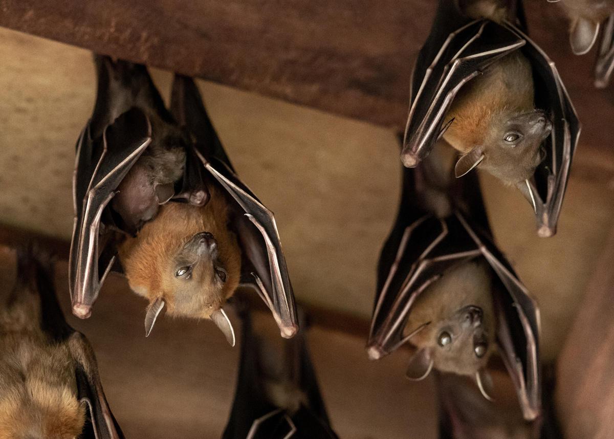 Morcegos pendurados no teto