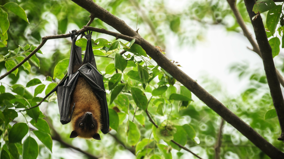 Morcego pendura do galho de árvore