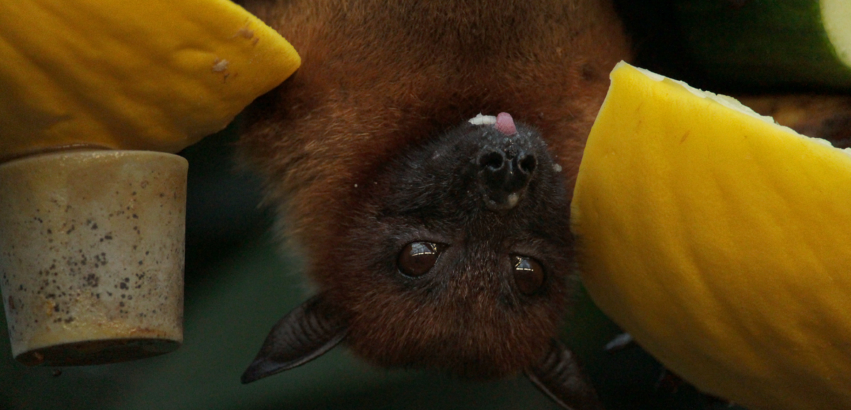 Morcego de cabeça para baixo comendo fruta