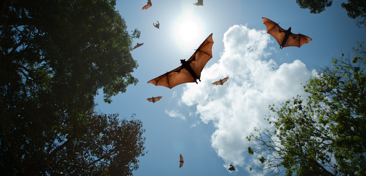 Vários morcegos voando