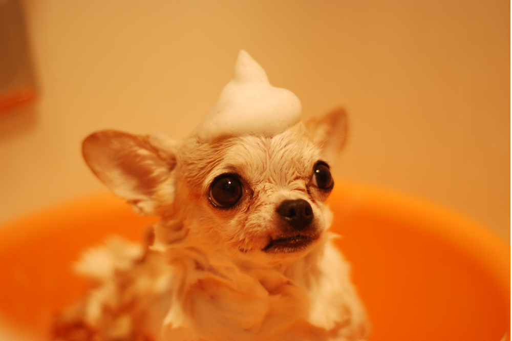 Chihuahua tomando banho