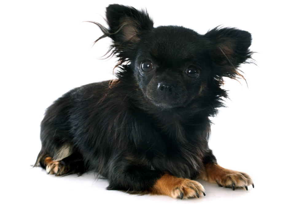 Chihuahua de pelagem preta